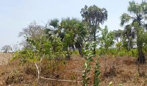 Ukunda Beach Two, 2 Acres for Sale