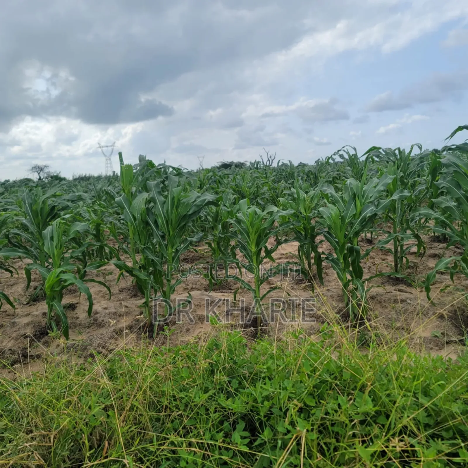 Prime Malindi 50 by 100 Plots