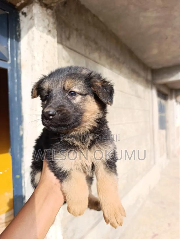 1-3 months Male Purebred German Shepherd