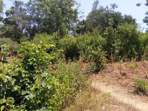 Prime Syongela Plots .50 by 100 Feet