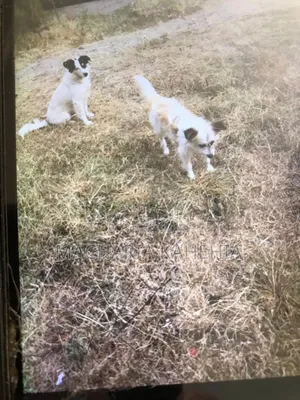 2 and Half Year Spurebred Male Chiwawa Puppy