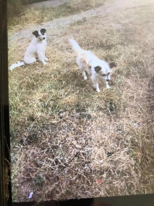 2 and Half Year Spurebred Male Chiwawa Puppy