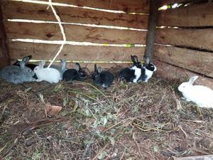 Hybrid Rabbits for Sale - main view