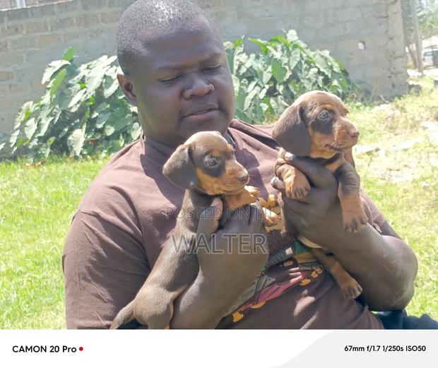 1-3 months Male Purebred Dachshund - thumbnail 2