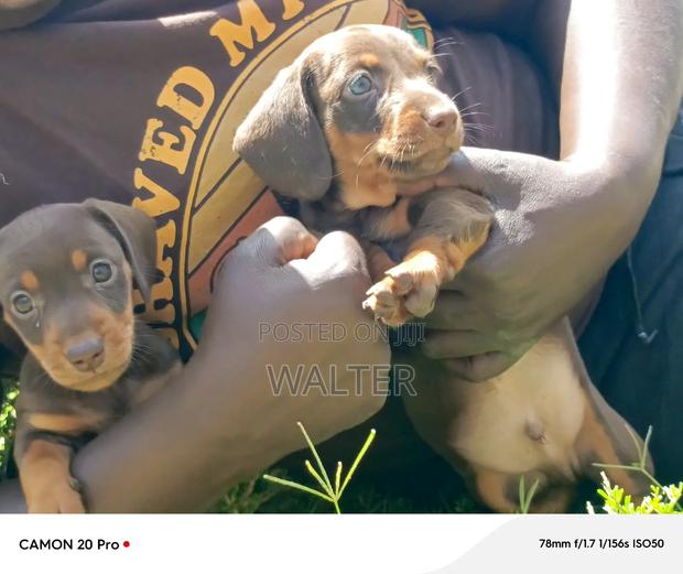 1-3 months Male Purebred Dachshund - thumbnail 3