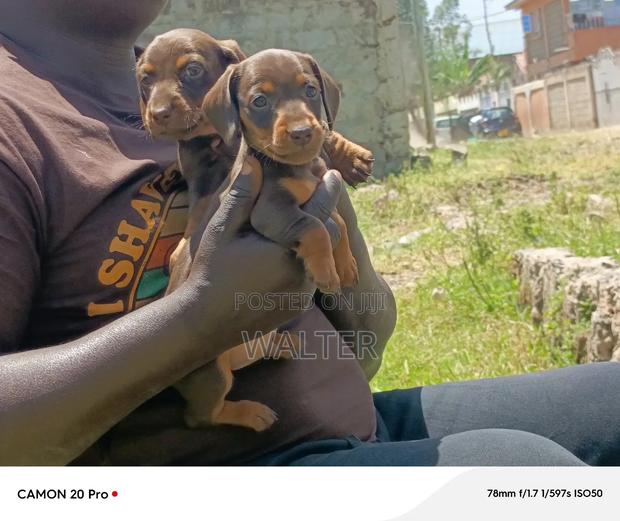 1-3 months Male Purebred Dachshund - thumbnail 4