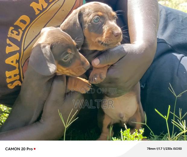1-3 months Male Purebred Dachshund - thumbnail 5