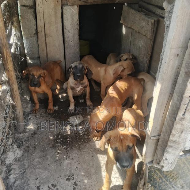 3-6 months Male Purebred Boerboel