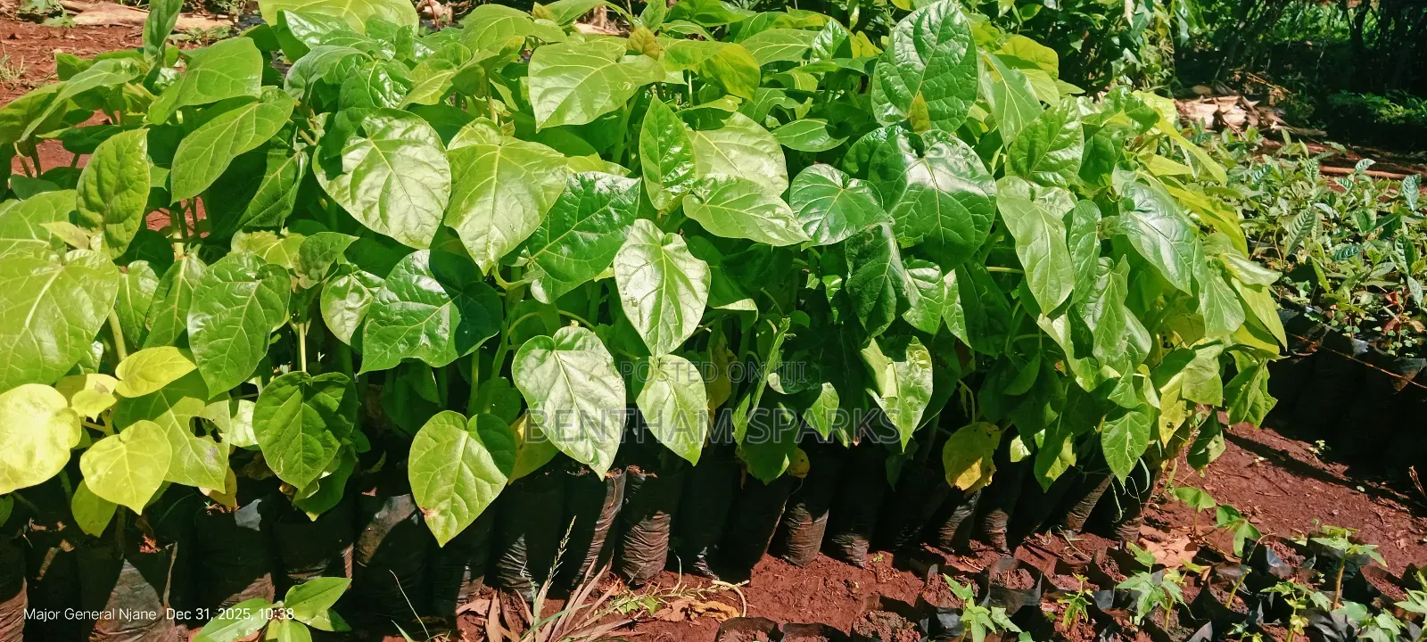 All Round Tree Seedlings