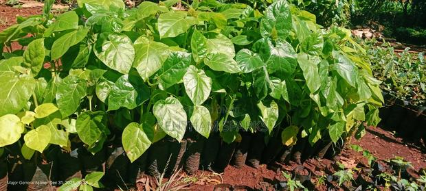 All Round Tree Seedlings - main view