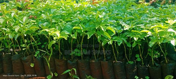 All Round Tree Seedlings - thumbnail 2