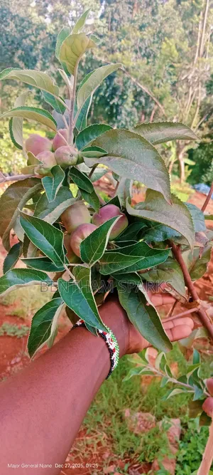 All Round Tree Seedlings