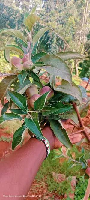 All Round Tree Seedlings