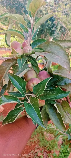 All Round Tree Seedlings