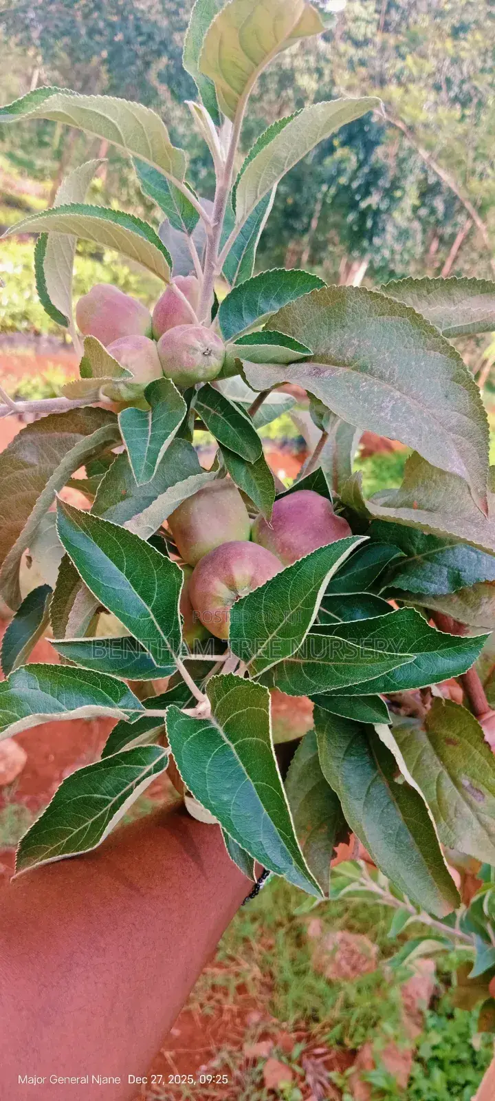 All Round Tree Seedlings