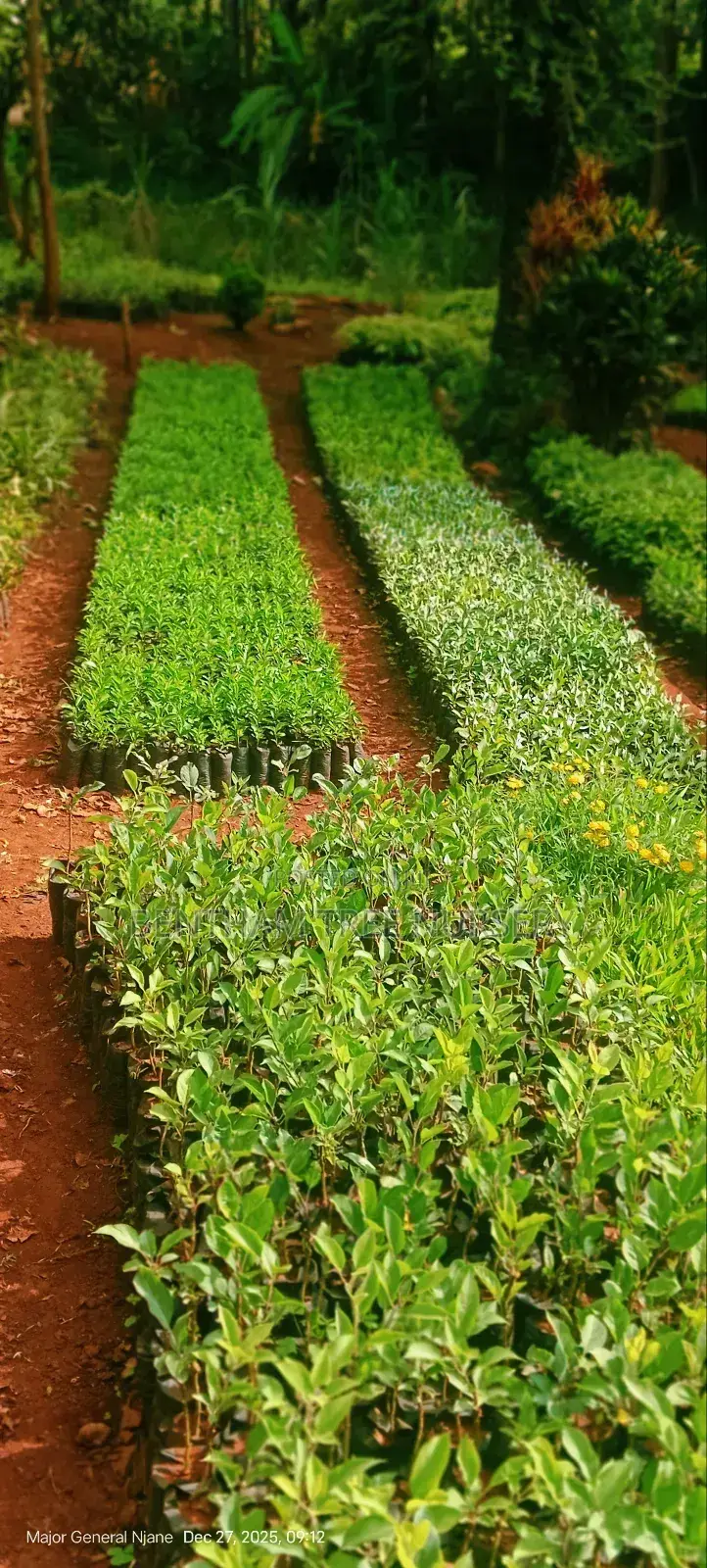 All Round Tree Seedlings