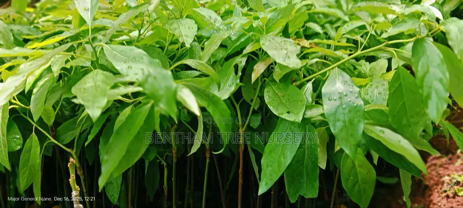 All Round Tree Seedlings