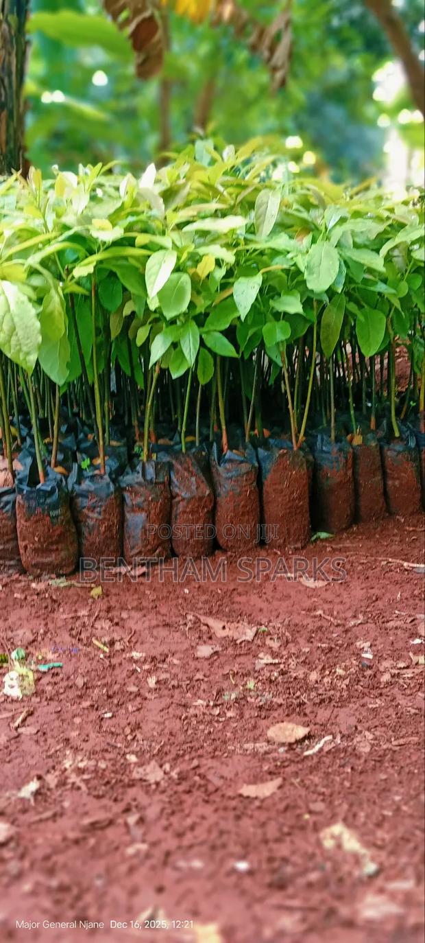 All Round Tree Seedlings - thumbnail 7