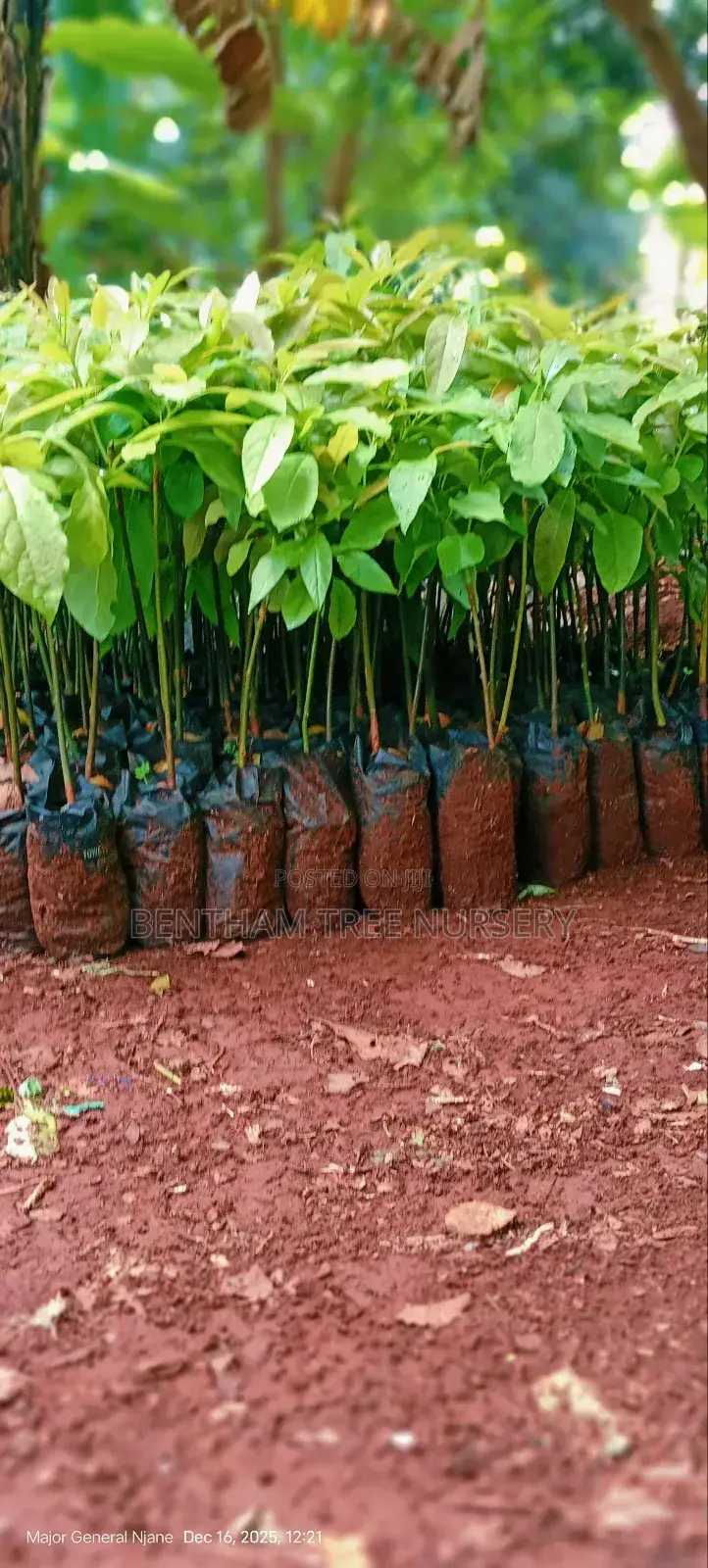 All Round Tree Seedlings