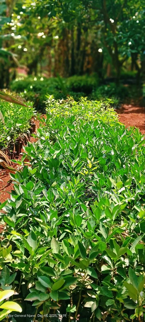 All Round Tree Seedlings - thumbnail 8