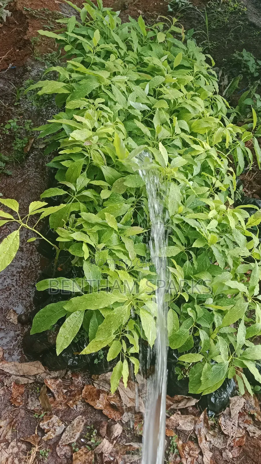 All Round Tree Seedlings