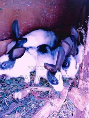 Rabbits for Sale - thumbnail 2