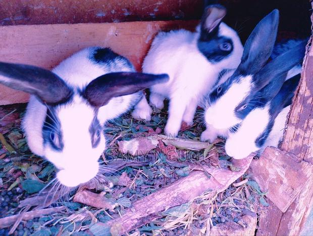Rabbits for Sale - thumbnail 3