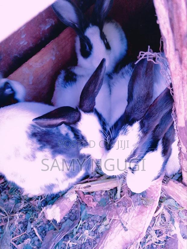 Rabbits for Sale - thumbnail 4