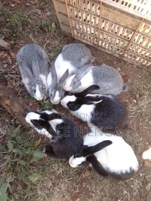 Rabbits Black,Grey,Black and White - main view