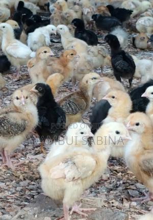 2 Weeks Old Improved Kienyeji Chicks - main view