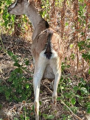 Dairy Goats Available in Eldoret for Sale at Each
