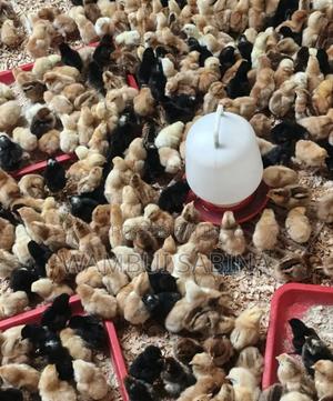 3 Days Old Improved Kienyeji Chicks - main view