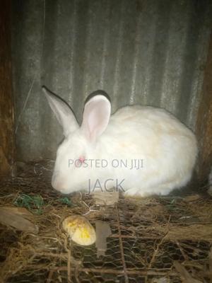 Rabbits for Sale - main view