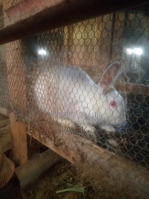 Rabbits for Sale - main view