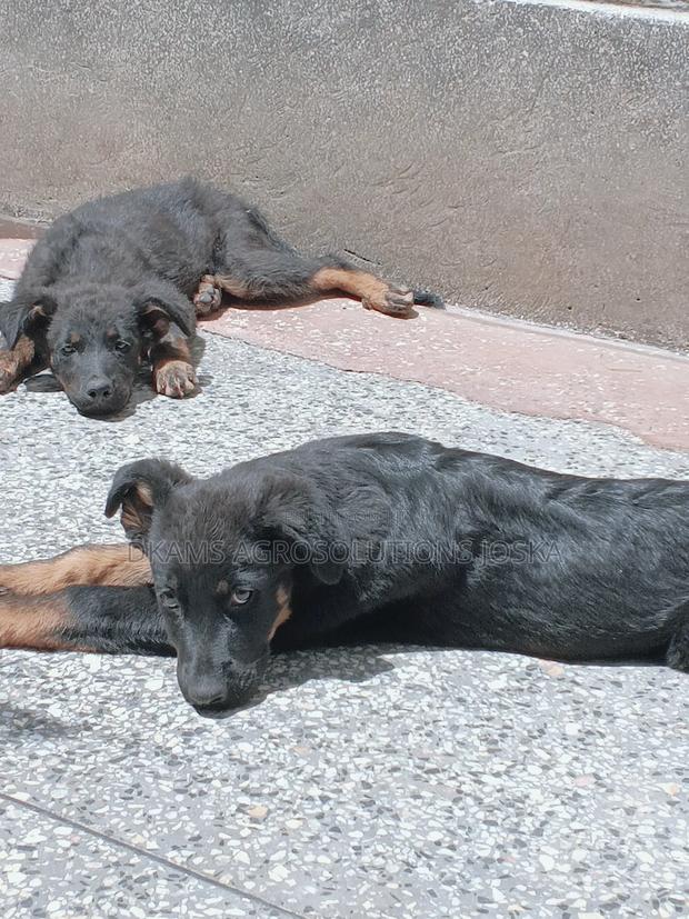 3-6 months Female Purebred Rottweiler