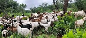 Goats Supply - main view