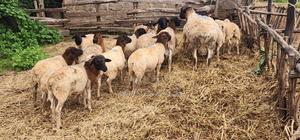 Dorpers Sheep - main view