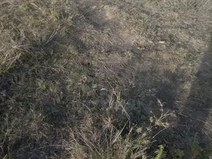 50*100 Plot for Sale in Katani