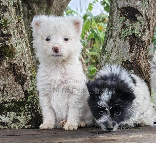 1-3 months Male Purebred Dog