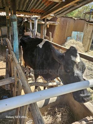 Friesian Cow - main view