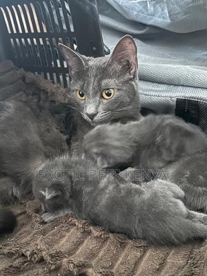 1-3 months Male Purebred Russian Blue - main view