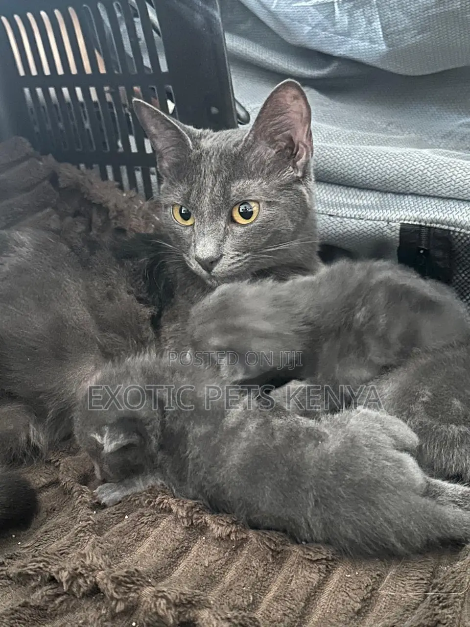 1-3 months Male Purebred Russian Blue