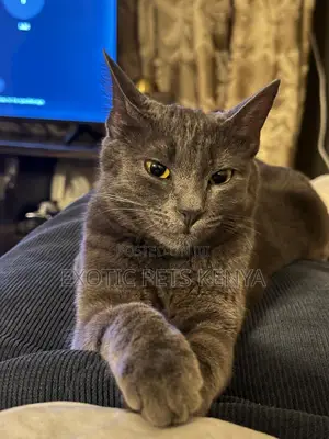 1-3 months Male Purebred Russian Blue
