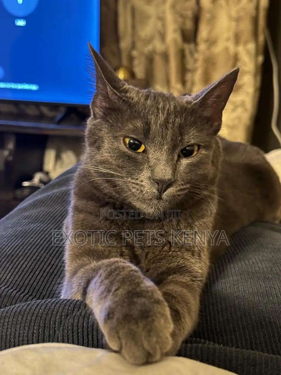 1-3 months Male Purebred Russian Blue