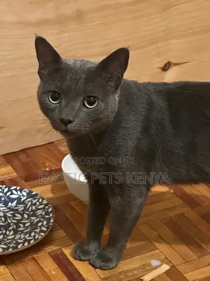 1-3 months Male Purebred Russian Blue