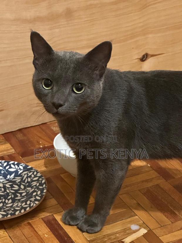 1-3 months Male Purebred Russian Blue - thumbnail 3