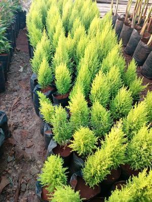 Lemon Cyprus - main view