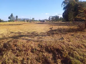 1.5 Acres for Sale With Ready Title Deed.