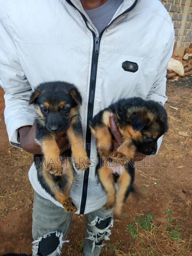 1-3 months Female Purebred German Shepherd - thumbnail 4