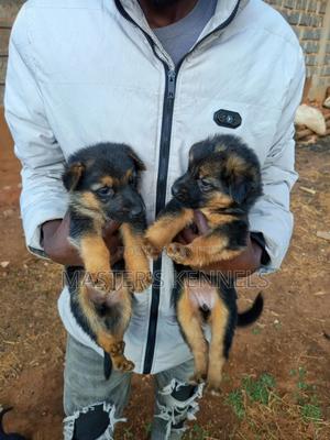 1-3 months Female Purebred German Shepherd - thumbnail 2
